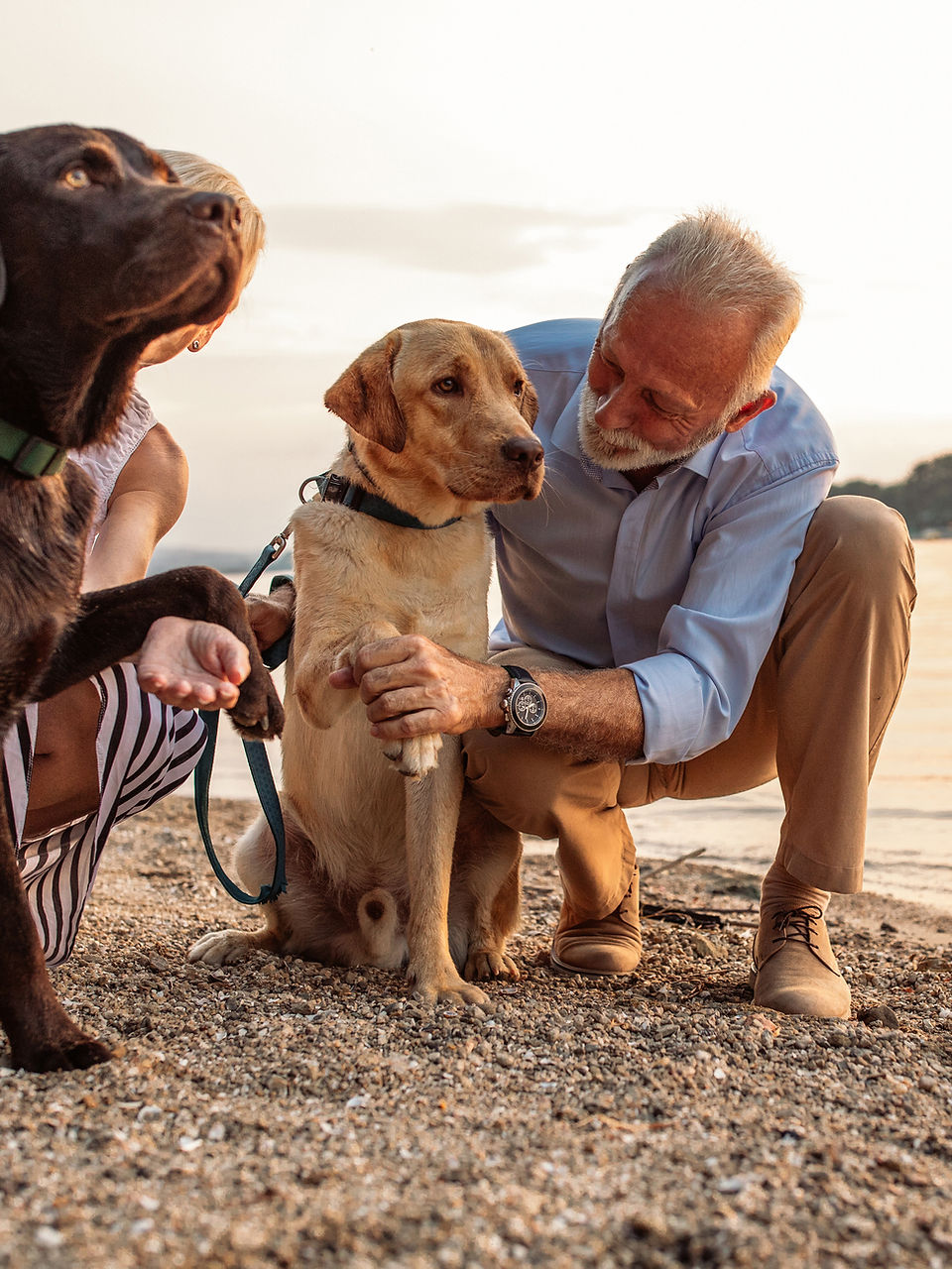 Older man crouching with two dogs on the beach at sunset
